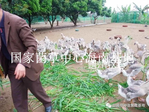 巨菌草養(yǎng)鵝 引領(lǐng)當(dāng)代養(yǎng)鵝業(yè)綠色發(fā)展的新方向