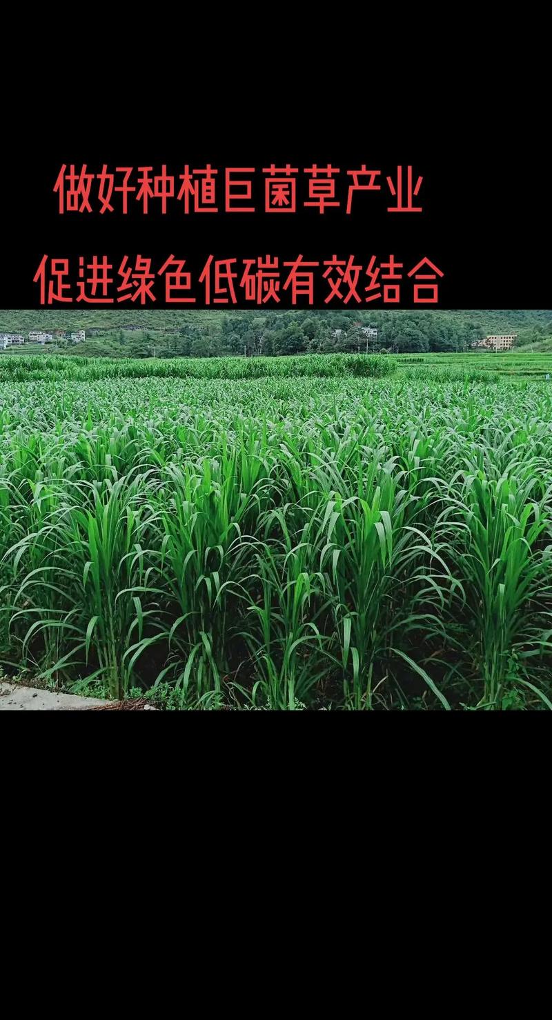 綠菌草先行 以巨菌草種植推動綠色低碳發展的生態之路