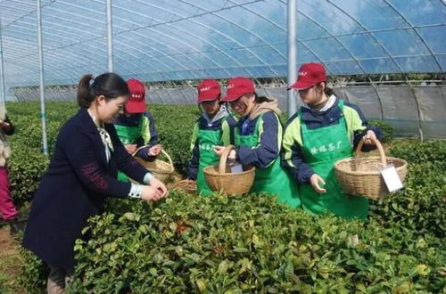 陳學花 深耕沃野20年的山茶花與巨菌草種植者