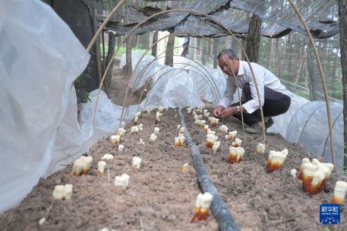 福建發展林下經濟，壯大森林糧庫 巨菌草種植的新路徑