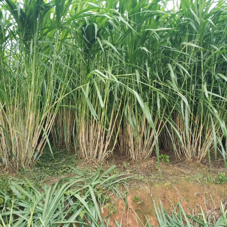 巨菌草種植技術(shù)和方法全解析