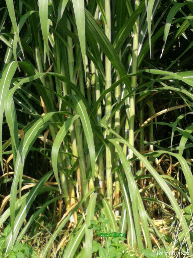北方地區(qū)巨菌草引種及栽培技術(shù)