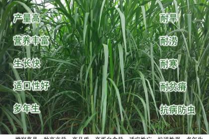 巨菌草種植全指南 高產(chǎn)牧草種節(jié)批發(fā)包郵，輕松開(kāi)啟綠色養(yǎng)殖新時(shí)代