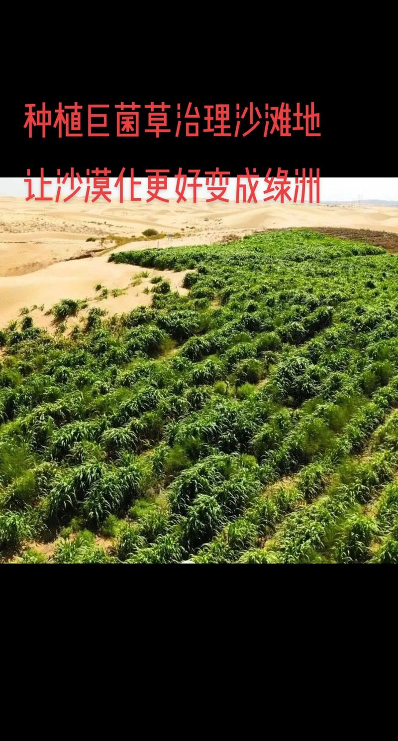 巨菌草 沙灘地沙漠化治理的綠色先鋒