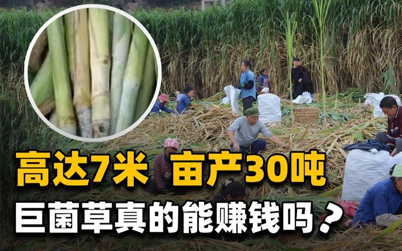 畝產(chǎn)30噸，種一次收割15年！種植巨菌草真的能賺錢(qián)嗎？
