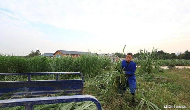 高產(chǎn)巨菌草 畝產(chǎn)30噸、株高7米的“致富草”，一次種植收割15年