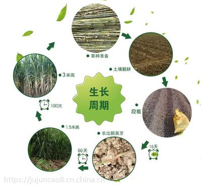 巨菌草種植指南 從種子到優質牧草飼料的全流程解析