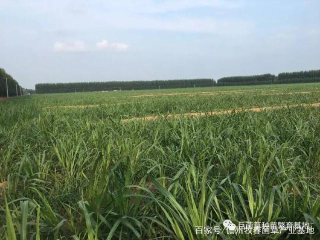 重磅發布 巨菌草五大種植模式全面解析——開啟高效生態種植新時代