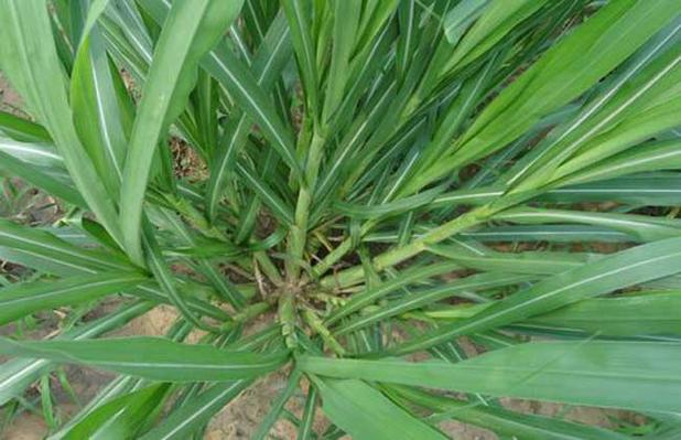 巨菌草種植技術全解析 從選地到收割的高產栽培指南