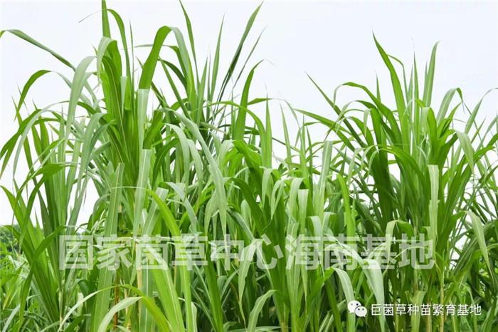 巨菌草種植熱潮 天津靜海區東高莊村2000畝規?；N植案例分析